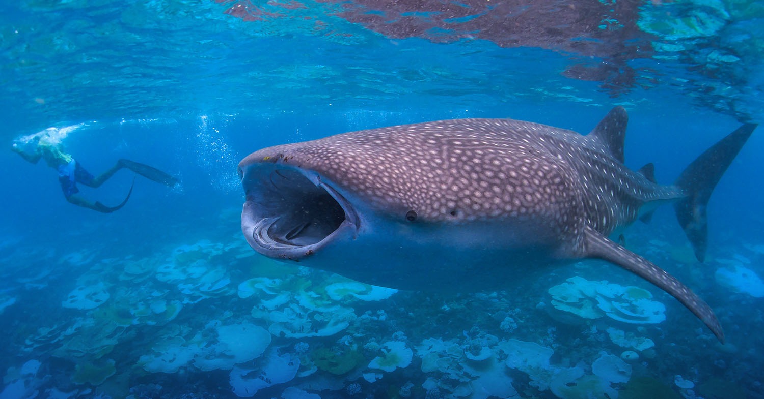 Whale shark snorkelling, South Ari Atoll