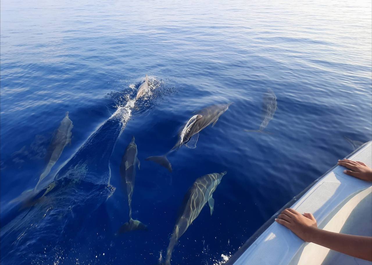 Haa Dhaal Atoll — dolphins, Ali's home atoll