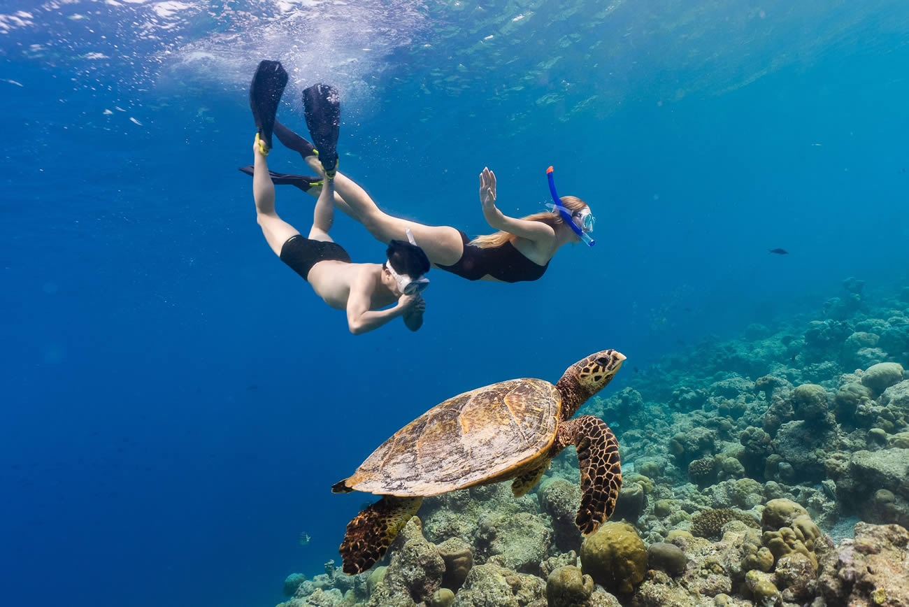 Vaavu Atoll — snorkelling with sea turtles, Fulidhoo