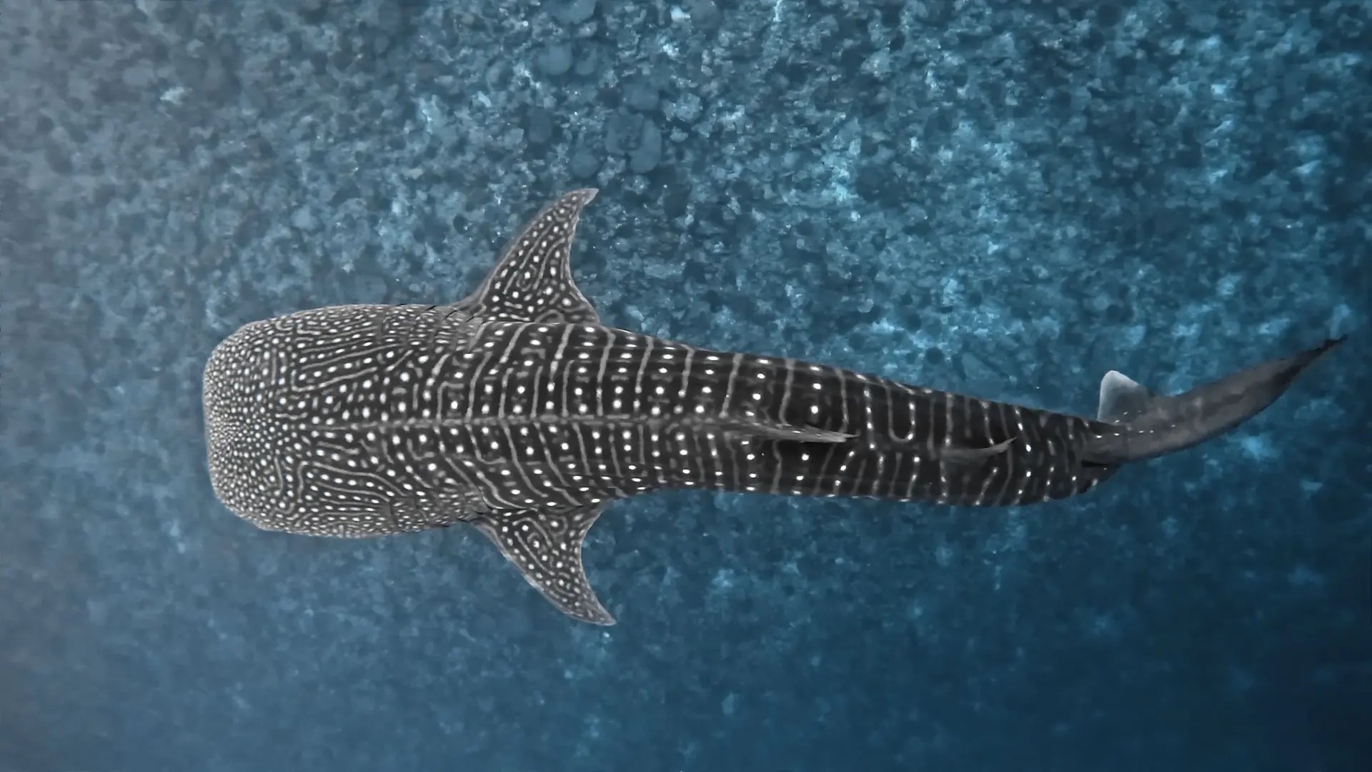 Dhigurah, South Ari Atoll — whale shark destination
