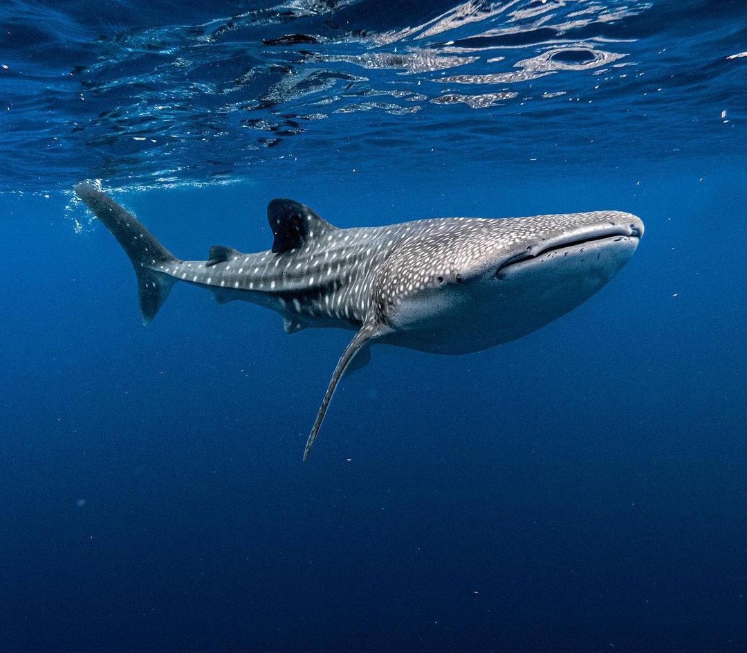 Dhigurah island, South Ari Atoll — whale shark capital of the Maldives